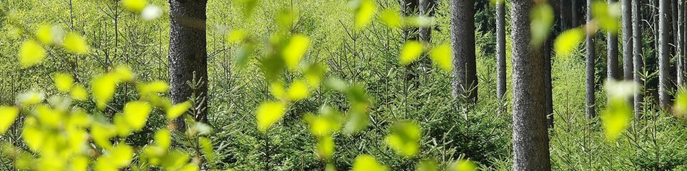 Image de forêt
