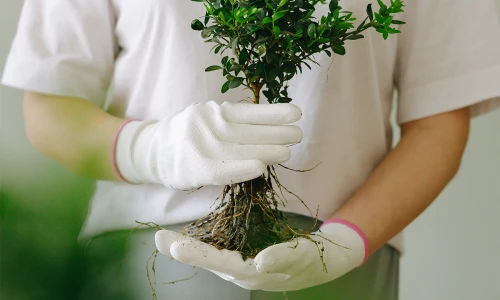 Quel est le vrai impact environnemental du carton ondulé?