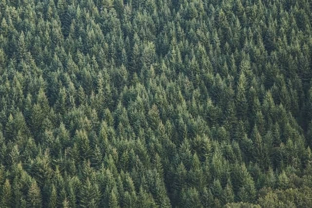 image d'une forêt