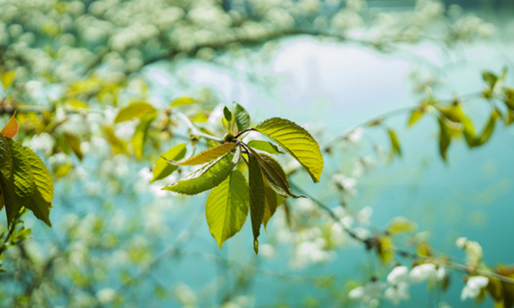 Comment réduire l'impact environnemental du Ecommerce?